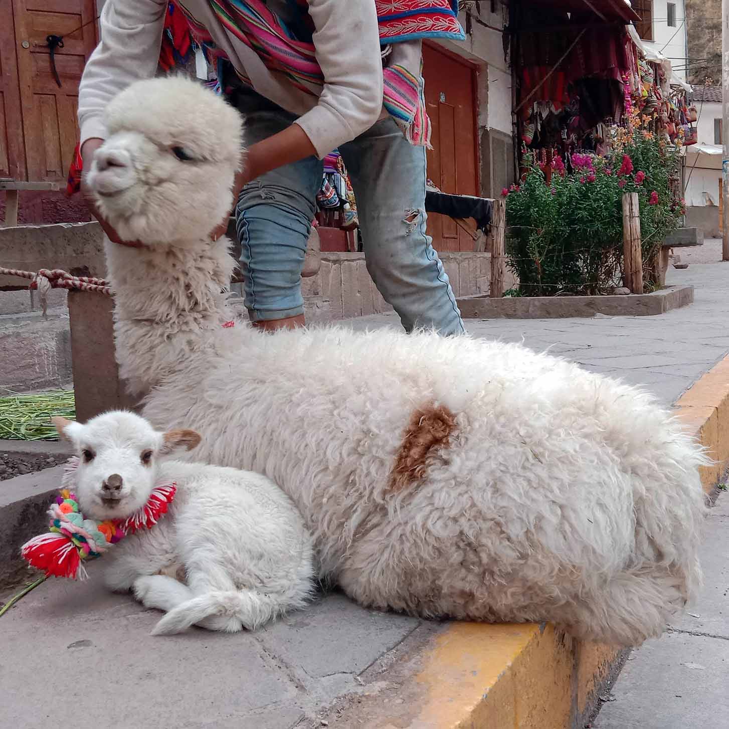 Peruvian Artisans baby Alapaca and mom